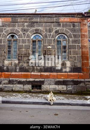White dog sits on a sidewalk in front of an old stone building. The building has three arched windows with wooden frames Stock Photo