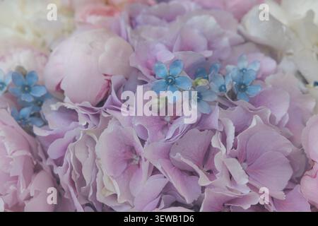 Macro shot of beautiful pink and purple hydrangea flowers in a delicate bouquet Stock Photo