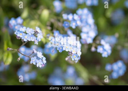 Delicate blue Forget-me-not decorative flowers in full bloom in spring garden, seasonal wildflowers. Stock Photo