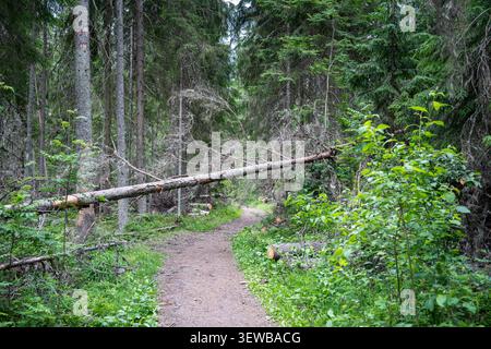 Died dried tree infested by bark beetle fell over pathway in forest, regional ecological catastrophe Stock Photo