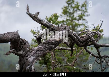 Twisted dead pine branch in subarctic forest in Anderdalen National Park, Senja, Troms, Norway Stock Photo