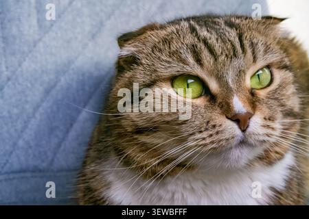 Close-up of domestic cat with green eyes and striped brown coat. Round face, soft fur texture, resting against blue background. Stock Photo