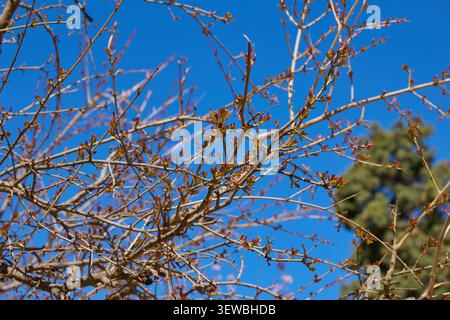 Fresh spring buds growing on tree branches against clear blue sky. Stock Photo