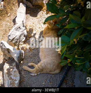 A domestic tabby ginger cat rests in the shade under a garden bush. The cat is pregnant and lying on sunny ground near some white rocks. It enjoys the Stock Photo
