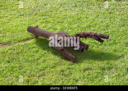 Wood cutting from a tree branch that is shaped to resemble a gruesome looking human hand on a grassland background with copy space Stock Photo