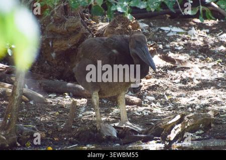 London, UK, 26th June 2026. A baby pelican drinks water from the lake at the secluded nesting site in St James's Park. Six great white pelicans live in the park and this is the first time in history that they have successfully had babies. Four young pelicans hatched and their feathers are completely dark before they turn pinkish white. Credit: Vuk Valcic/Ģ����ý Stock Photo