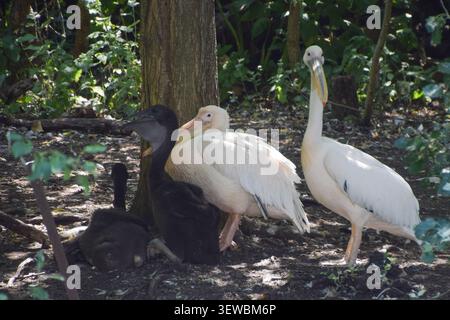 London, UK, 26th June 2026. Resident pelicans look after baby pelicans at the secluded nesting site in St James's Park. Six great white pelicans live in the park and this is the first time in history that they have successfully had babies. Four young pelicans hatched and their feathers are completely dark before they turn pinkish white. Credit: Vuk Valcic/Ģ����ý Stock Photo