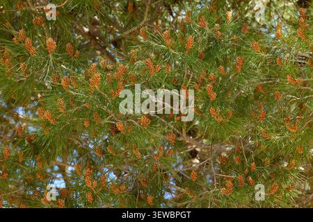 Branches of a large pine tree with young cones in the spring Stock Photo