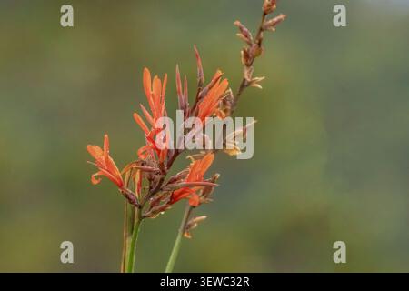 Indian shot flowers covered in raindrops, on a garden in the eastern Andean mountains of central Colombia, near the Iguaque natural reserve. Stock Photo