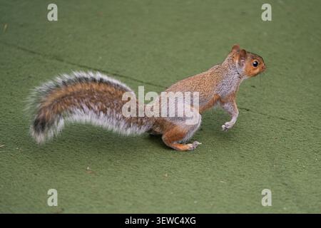 An Eastern Gray squirrel pauses on green synthetic turf at a park, likely foraging for food in its urban environment. Stock Photo