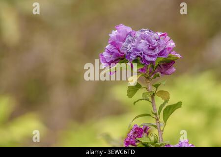 Two rose of Sharon double flowers illuminated by the morning light, in a garden in the eastern Andean mountains of central Colombia. Stock Photo