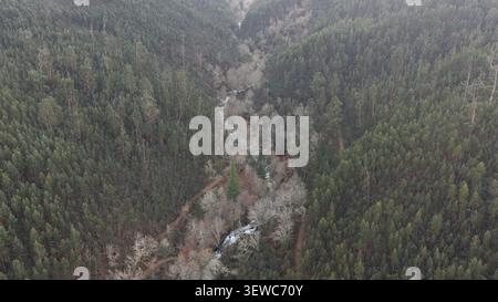 Aerial view of the Vouga River winding through a dense, lush green forest with tall pine trees and deciduous trees along the banks in Portugal. Stock Photo