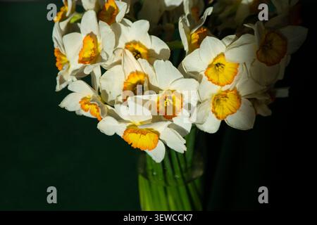Bouquet of White Daffodils with Orange Center in Glass Vase on Green Background. Narcissus yellow Flower Bud Stock Photo