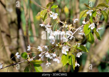 Wild Cherry (prunus avium), close up showing sprays of white flowers blooming along a branch of the common tree during the spring. Stock Photo