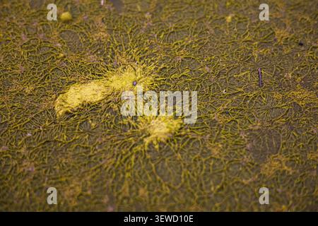 Abstract natural pattern formed by floating yellow tree pollen on algae-covered water surface. Organic texture with flowing lines, ecological details, Stock Photo