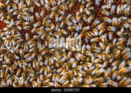 Bees are working hard inside a hive. They are moving around on the honeycomb, collecting nectar and pollen. It is daytime and the bees are busy inside Stock Photo