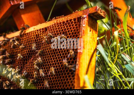 Bees are busy on a honeycomb inside a wooden beehive. The scene shows the detailed structure of the honeycomb and the bees gathering and moving around Stock Photo