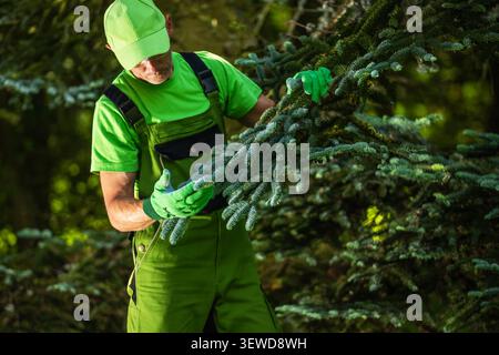 A man is checking the branches of a tree in a forest. He is dressed in green work clothes and wearing gloves. The setting is lush with greenery under Stock Photo