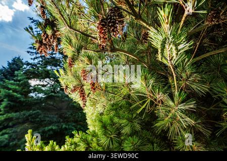 Pine tree branches filled with green needles and brown cones are seen in a natural area. The sun shines through the branches, creating a warm light. O Stock Photo