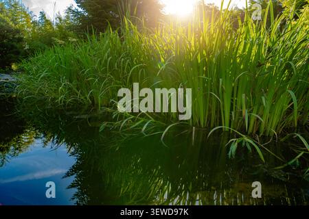 Sunlight filters through trees, casting light on tall green grass that grows by a clear body of water. The scene captures the beauty of a natural envi Stock Photo