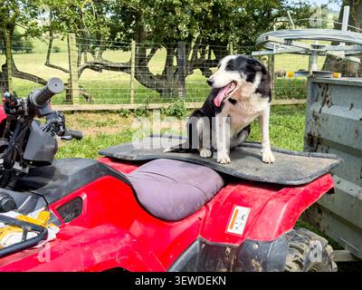 Black & white border collie dog sitting on a red quad bike on a farm Stock Photo