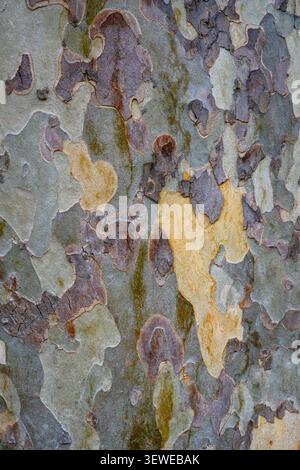 Bark patterns on a Eucalyptus tree in downtown Hobart, Tasmania, Australia. Stock Photo