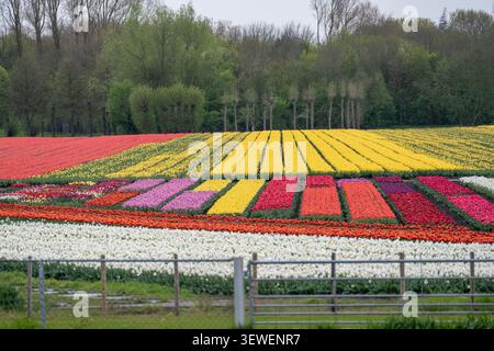 Patterned rows of yellow, red, pink, and white tulips blooming in spring near Hoorn and Medemblik, North Holland, Netherlands. Stock Photo