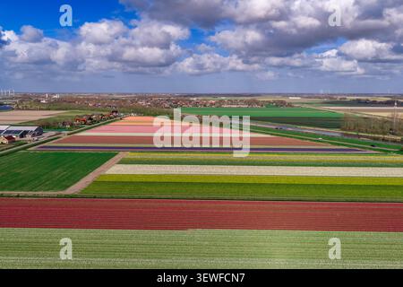 Wide panoramic aerial drone view of the full Bollenstreek bulb-field landscape near Keukenhof and Lisse, South Holland, Netherlands. The frame combine Stock Photo