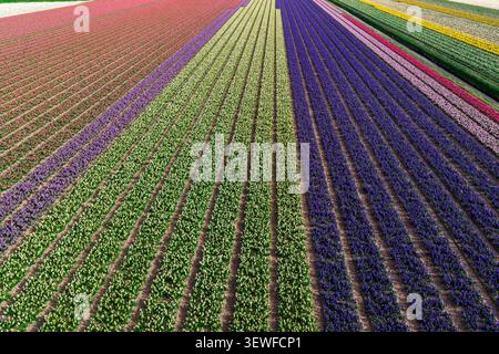 Diagonal aerial drone view of converging Bollenstreek bulb-field stripes in vivid pink hyacinth (Hyacinthus orientalis), deep purple hyacinth, bright Stock Photo