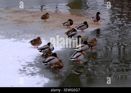 flock of mallard ducks gathered on the ice and snow layer on the surface of Eskilstunaån river in winter. Stock Photo