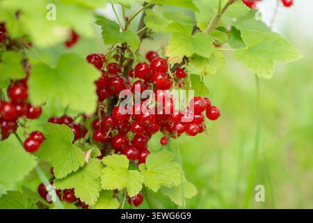 Horizontal detail shot of ripe, glossy red currant berries clustered tightly on a garden plant branch. Fresh source of organic vitamins and Stock Photo