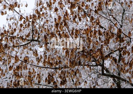 Close-up withered tree branches and brown leaves covered with white snow and rime in winter. Stock Photo