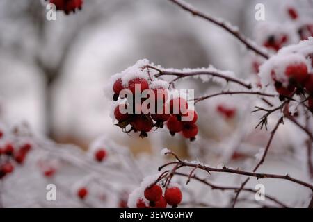 Close-up red berries and branches covered with white snow in winter. Stock Photo