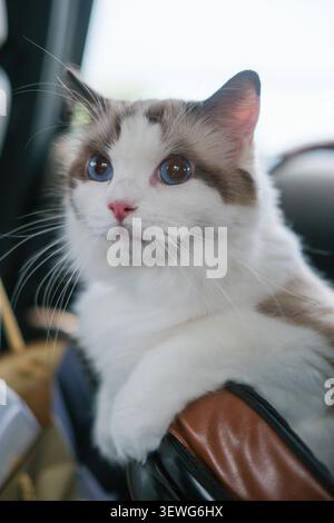 Cute Ragdoll cat sitting inside a basket in the car, ready for travel with a calm and adorable expression Stock Photo