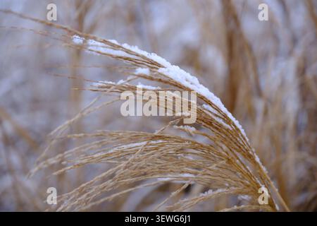 Close-up shot with shallow depth of field of withered reed covered with snow in winter. Stock Photo