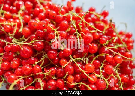 A pile of fresh, glowing red currant berries with a bright, slightly overexposed background. Perfect representation of summer abundance and healthy Stock Photo