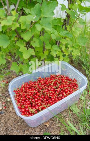 A plastic tray brimming with glossy, ripe red currant berries sits on a mulched ground bed right next to the green berry bush in a backyard garden Stock Photo