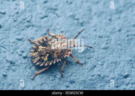 Stink bug nymph blending seamlessly on a textured blue wall, showing intricate camouflage and detailed insect features. Thailand photography, no gener Stock Photo