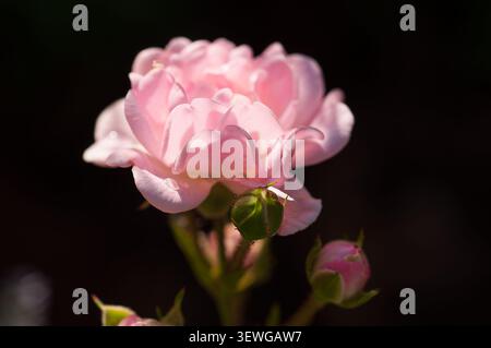 A soft pink rose unfurls its petals, showcasing dew drops, with tightly closed buds awaiting their turn to bloom in the soft light Stock Photo