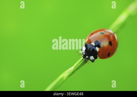 A seven-spot ladybird (Coccinella septempunctata) perched on a blade of grass, Meerbusch, Rhein-Kreis Neuss, North Rhine-Westphalia, Germany Stock Photo