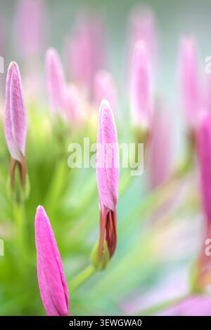 Cleome vertical macro closeup of single pink spider flower bud with blurry blossom stems on soft background Stock Photo