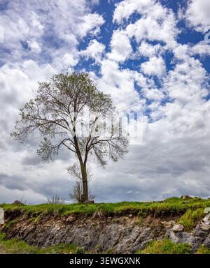 Single tree stands tall on grassy hillside. Sky above is bright blue with fluffy white clouds Stock Photo
