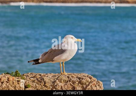 Seagull sits on a stone against the background of the sea. Stock Photo