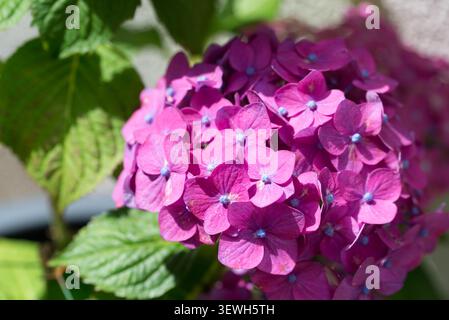 hortensia, Hydrangea macrophylla lilac garden flowers closeup selective focus Stock Photo