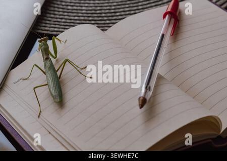 The image suggests taking a break from the screen and finding new ideas in nature. ideal for tech blogs, work-life balance content, and unconventional Stock Photo