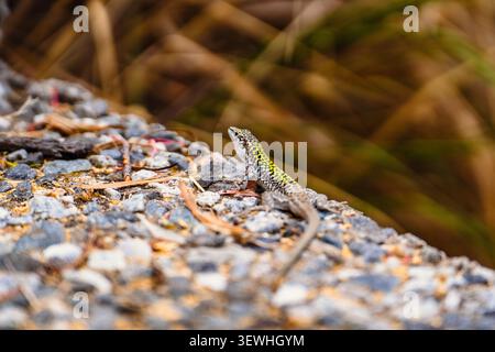 Mediterranean wall lizard basking on stones with beautiful blurry grass background Stock Photo