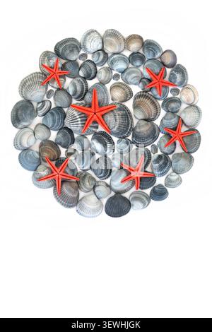 Red starfish blue cockle shell circle decoration on white background. Summer seashell decorative nature beach theme design symbol for logo. Stock Photo