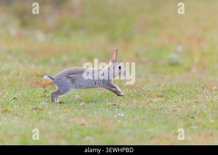 European rabbit Oryctolagus cuniculus, young running on grassland, Suffolk, England, June Stock Photo