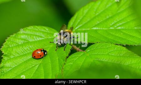 Close-up of a red ladybug and a hoverfly resting on fresh green leaves in a natural outdoor setting. Stock Photo