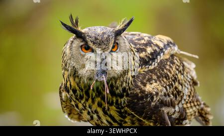 Close-up portrait of a Eurasian eagle owl with orange eyes holding prey in its beak. Stock Photo